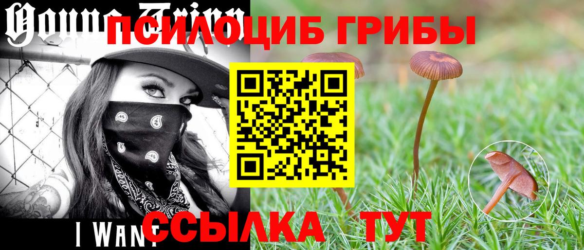 Галлюциногенные грибы Psilocybe Лениногорск