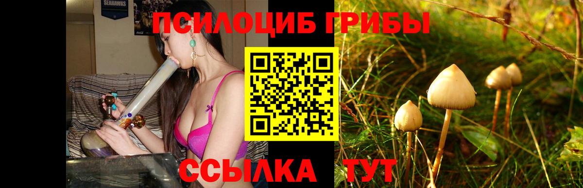 Галлюциногенные грибы Psilocybine cubensis Лениногорск
